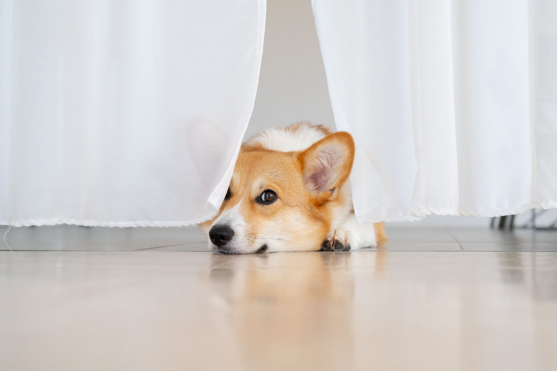 Honey, la corgi de The Office Studio, entre cortinas blancas en el estudio.